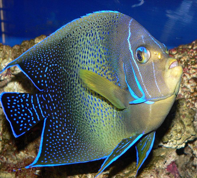 Pomacanthus semicirculatus (Pesce angelo parentesi tonda)